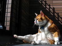 ���g�����L���܁E�L�ǎ�001