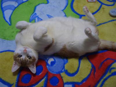 ���g�����L