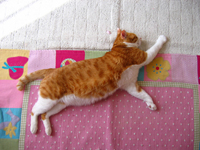 ���g�����L���܁E�L�ǎ�002