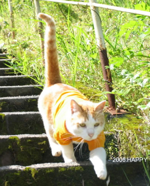 ���g�����L