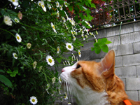 ���g�����L���܁E�L�ǎ�003