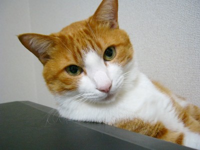 ���g�����L