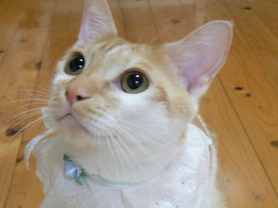 ���g�����L