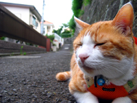 ���g�����L���܁E�L�ǎ�005