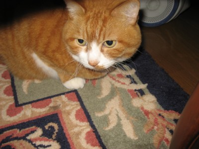 ���g�����L