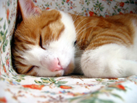 ���g�����L���܁E�L�ǎ�006