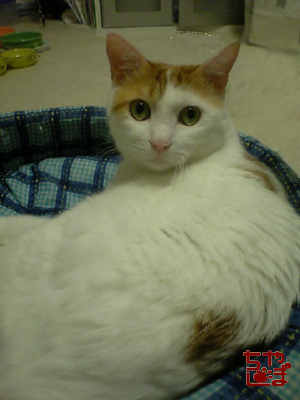 ���g�����L