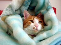 ���g�����L���܁E�L�ǎ�007