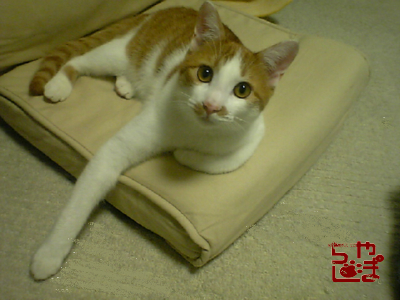 ���g�����L