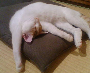 ���g�����L