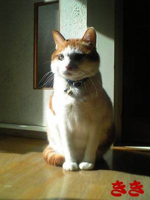 ���g�����L