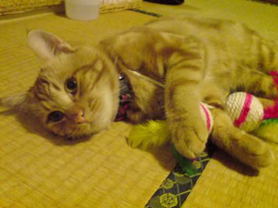 ���g�����L