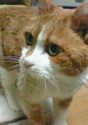 ���g�����L