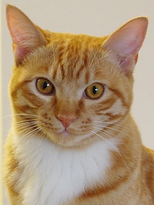 ���g�����L