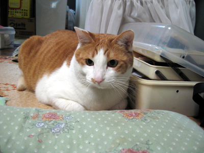 ���g�����L