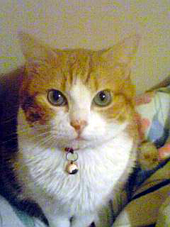 ���g�����L