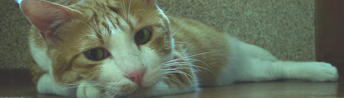 ���U���L�E���g�����L�̂���