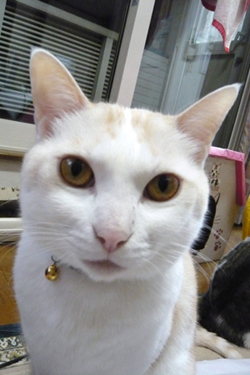 ���g�����L