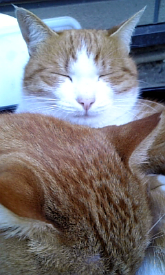 ���g�����L