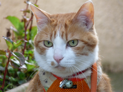 IS FACTORY ���g�����L�E���܂̂��U������