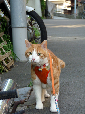 IS FACTORY ���g�����L�E���܂̂��U������