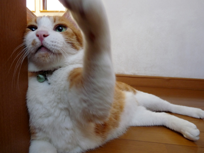 IS FACTORY ���g�����L�E���܂̂��U������