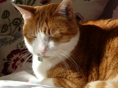 IS FACTORY ���g�����L�E���܂̂��U������