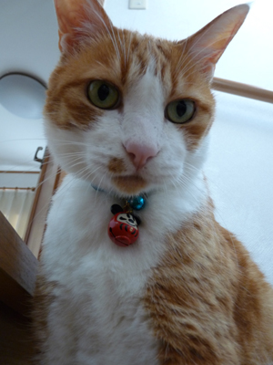 IS FACTORY ���g�����L�E���܂̂��U������