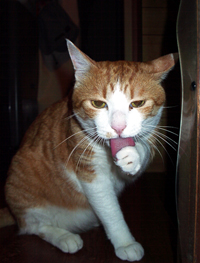 ���g�����L����