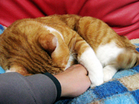 ���g�����L����