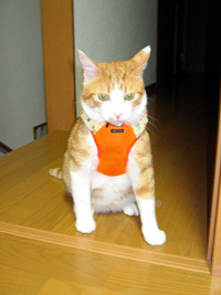 ���g�����L����