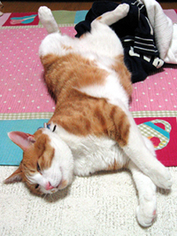 ���g�����L����