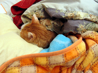 ���g�����L����