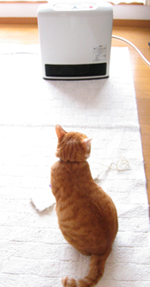 ���g�����L����