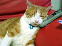 ���g�����L����