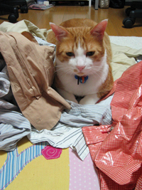 ���g�����L����