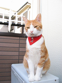 ���g�����L����