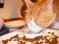 ���g�����L����