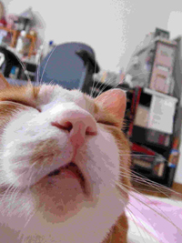 ���g�����L����