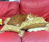 ���g�����L����