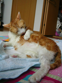 ���g�����L����