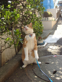 ���g�����L����