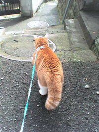 ���g�����L����