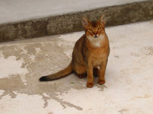 ���g�����L����