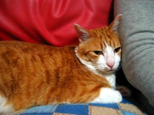 ���g�����L����