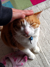 ���g�����L����