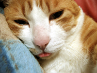 ���g�����L����