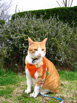 ���g�����L����