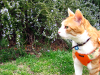 ���g�����L����