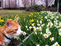 ���g�����L����